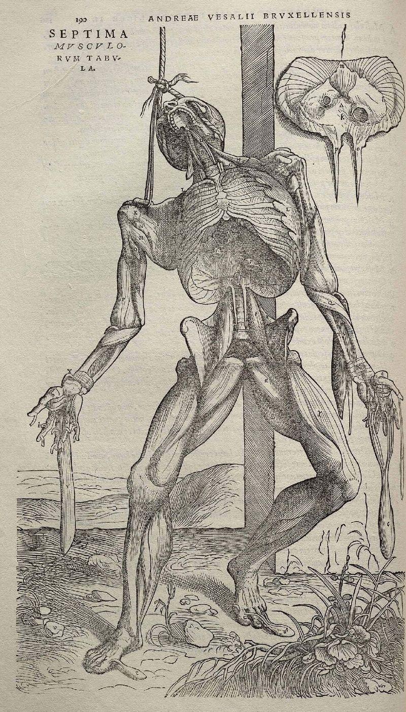 안드레아스 베살리우스 — De Humani Corporis Fabrica 근육도 (1543)
