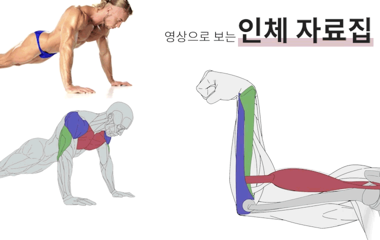 아나토베이스 해부학 영상