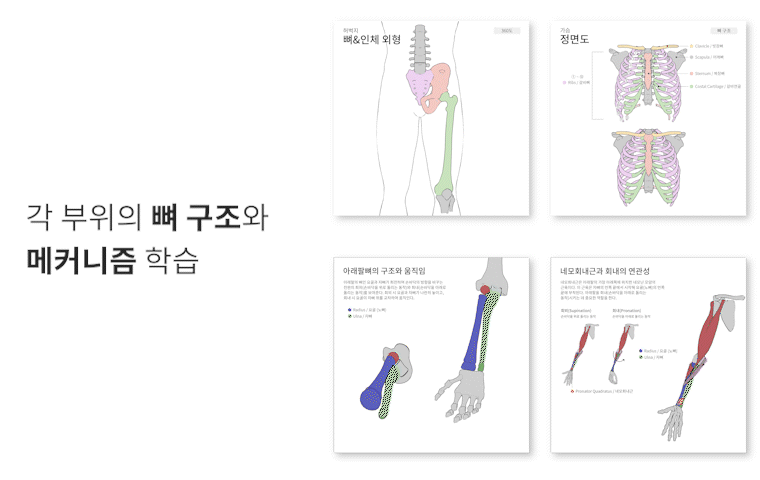 피부 레이어