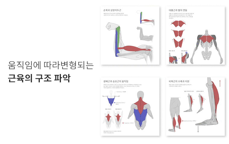 근육 레이어