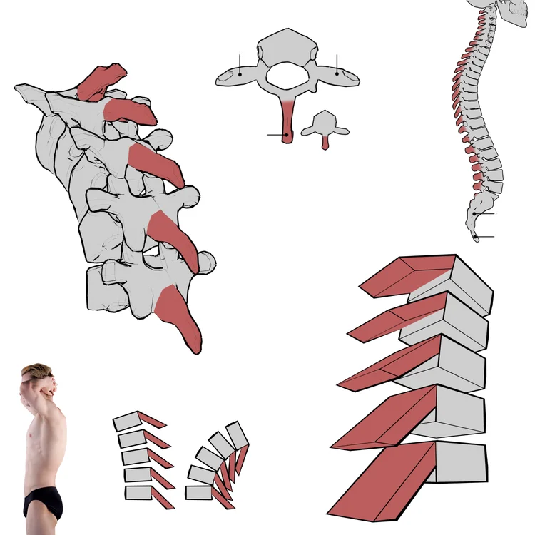 뼈 구조