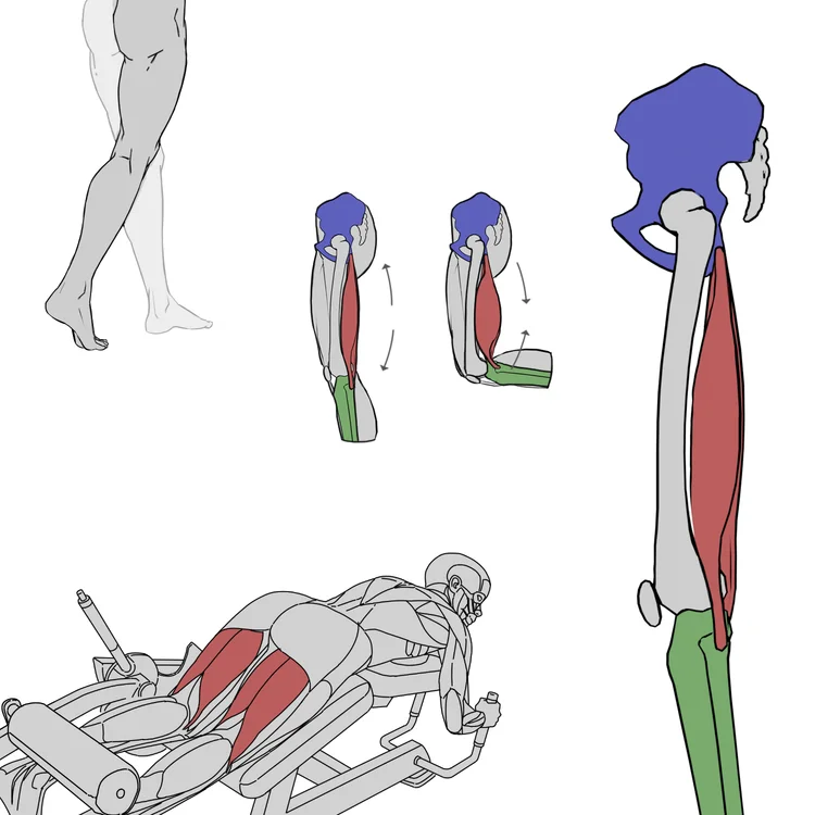 넓적다리뒤근육 동작
