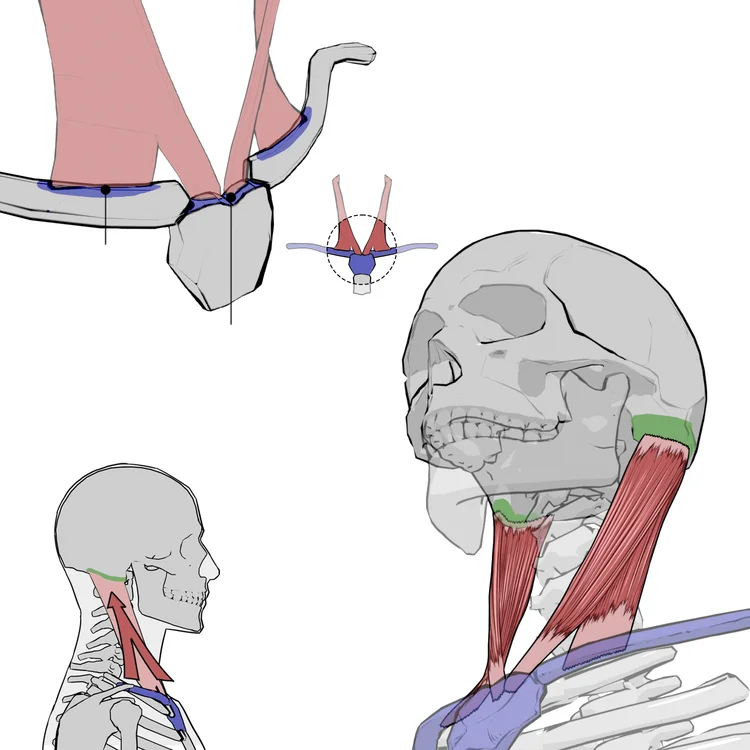 목빗근